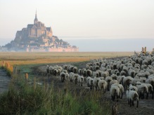 Mont St Michel and Sheep