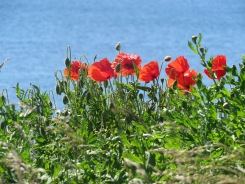 Poppies St Mary's Lighthouse Whitley Bay