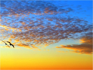 Kessingland Seagulls and Sunset