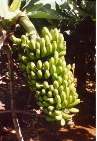 1954 Bananas