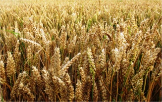 Skipsea Wheat