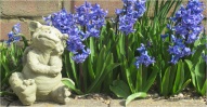 Hyacinth Display