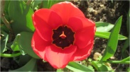 Tulip 007