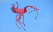 Lobster Kite