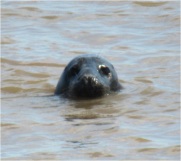 Spurn Head Seal